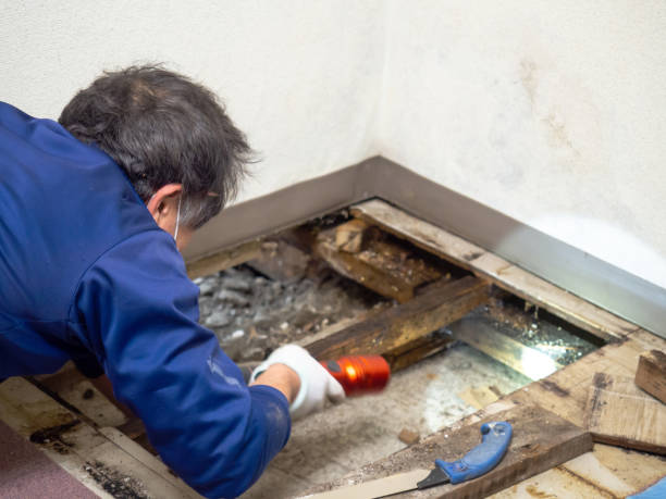 Attic Mold Removal in Taylor Lake Village, TX