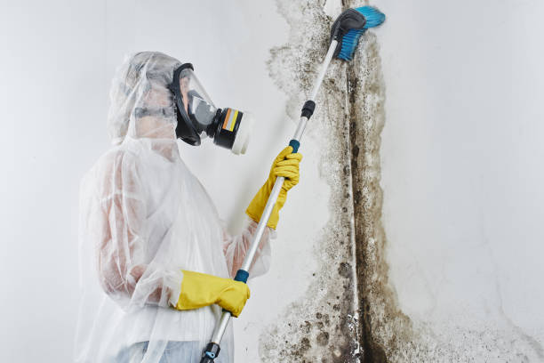 Mold Testing and Removal in Taylor Lake Village, TX