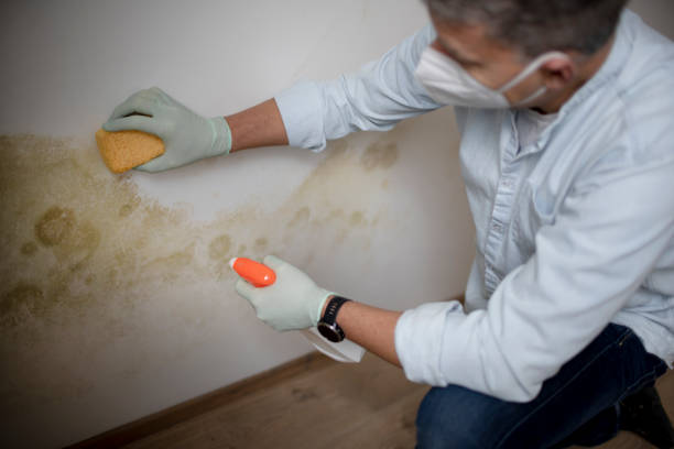 Best Mold Cleaning Services  in Taylor Lake Village, TX