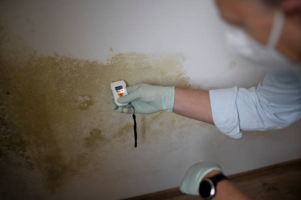 Home Mold Removal in Taylor Lake Village, TX