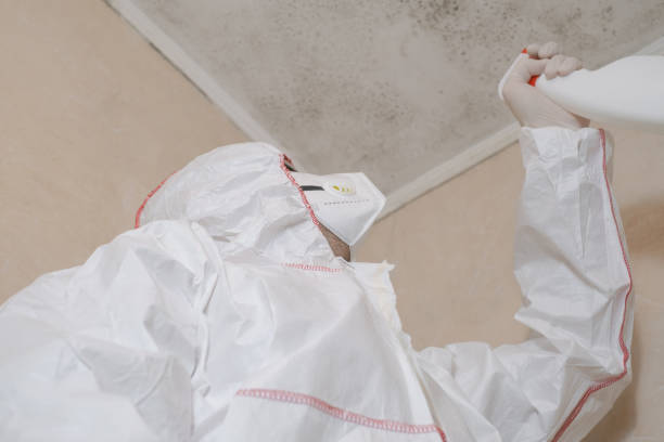 Mold Removal Process in Taylor Lake Village, TX