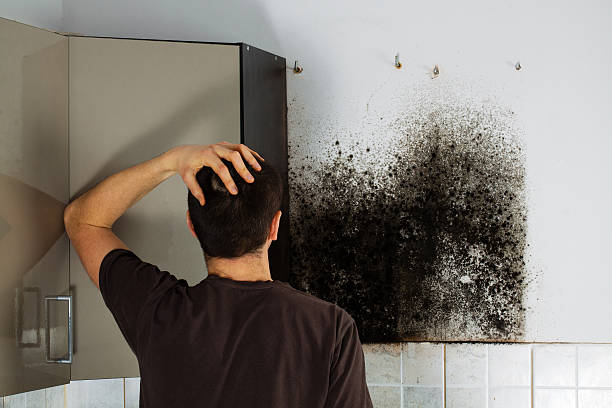 Best Black Mold Removal  in Taylor Lake Village, TX