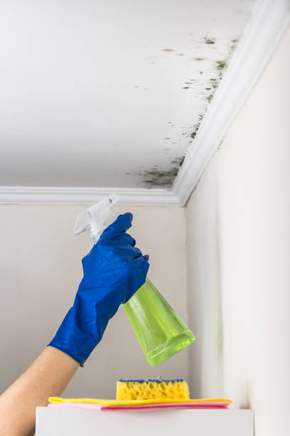 Best Attic Mold Removal  in Taylor Lake Village, TX